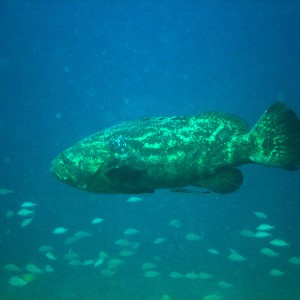 11Oct09_Grouper_Profile