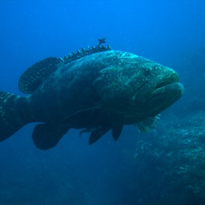 Grouper_3_10Oct09