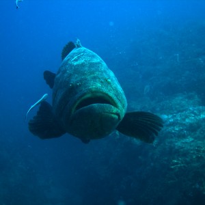 Grouper_5_10Oct09