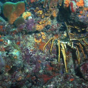 Lobster_closeup