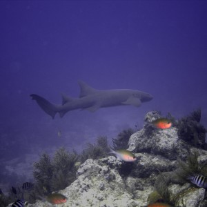 Nurse_shark_Molasses_Reef_1