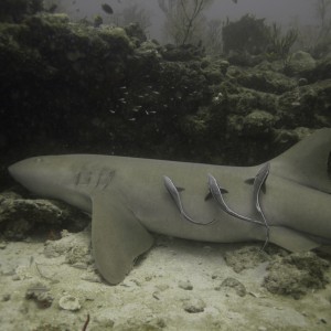 Nurse_shark_resting_with_remoras