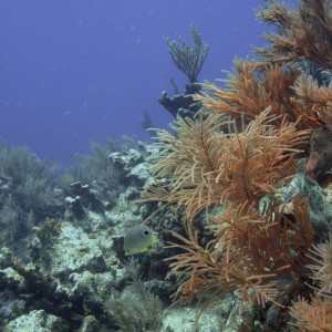 Reef_and_spotted_Butterflyfish_1