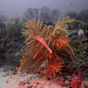 Trumpetfish_in_the_coral_1