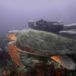 Turtle_with_Diver