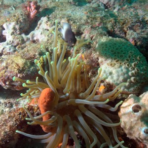 Anemone_and_fish