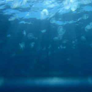 Cloudy_with_a_chance_of_Jelly_fish