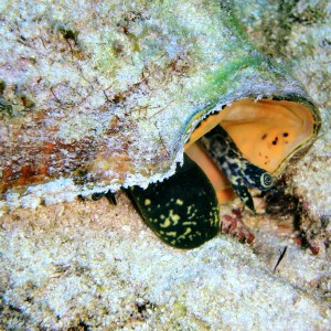 Conch3