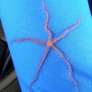 Brittle Star on DM's Wetsuit