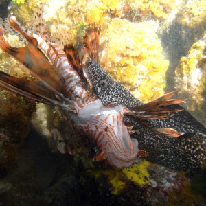 Two Spotted Eels Attacking a Lion Fish