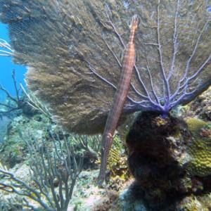 Trumpet fish