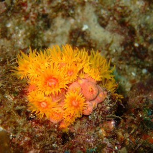 Turret Coral (Dendrophyllia aurea)