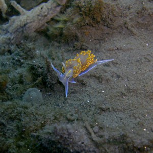 Waving Nudibranch