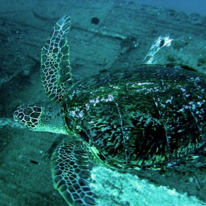 Green Sea Turtle