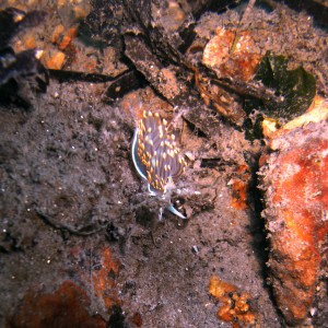 Nudibranch