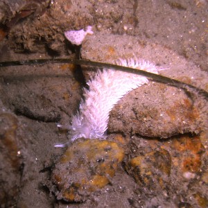 Nudibranch