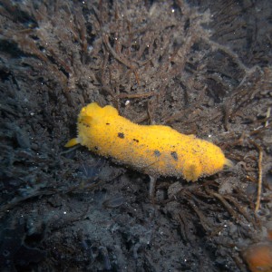 Nudibranch