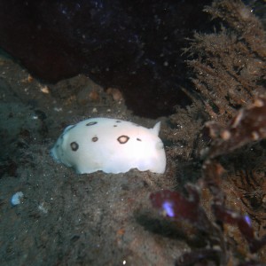 Nudibranch