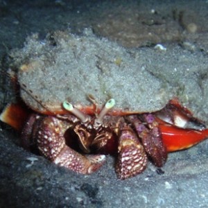 Hermit_Crab_gg