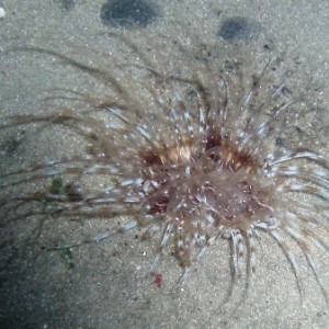 Tube-Dwelling_Anemone_dd