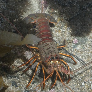 Lobster_3