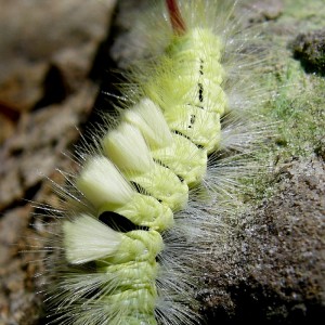 caterpillar