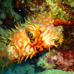 Balloonfish