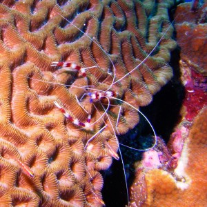 Banded Coral Shrimp