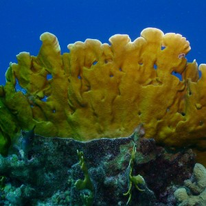 Blade Fire Coral