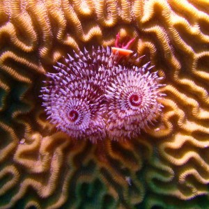 Christmas Tree Worm