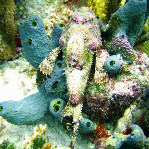 Colorful Scorpionfish