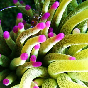 Banded coral shrimp hiding