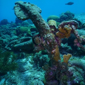 Coral on old anchor