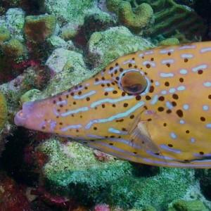 Filefish Face