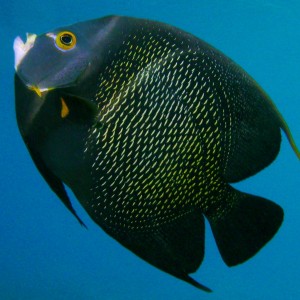 French Angelfish