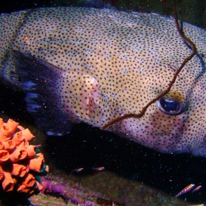 Giant Porcupinefish