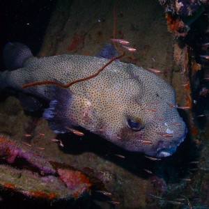 Giant Porcupinefish under small wreck