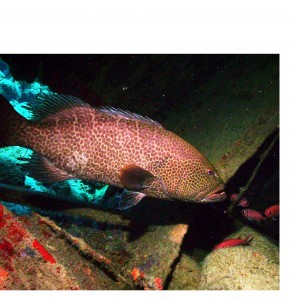 Goliath Grouper