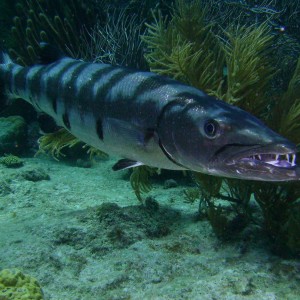 Great Barracuda