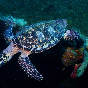 Hawksbill on the Hilma Hooker