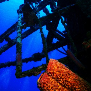 Hilma Hooker wreck coral