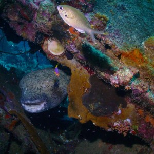 Huge Porcupinefish under small wreck