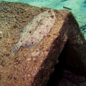 Peacock flounder on cement block