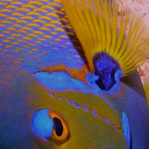 Queen Angelfish eye