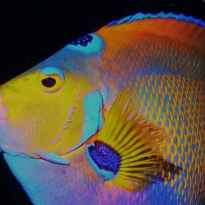 Queen Angelfish face