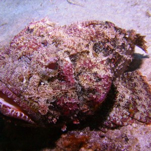 Scorpionfish lips