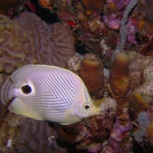 Butterflyfish