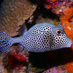 Spotted Trunkfish