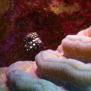 Teeny Tiny Trunkfish