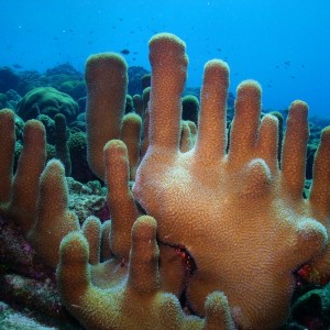 "Waving" Pillar Coral